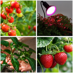 5902201382914  Żarówka do roślin LED PLANTY BIAŁA  9W E27 1200K Kobi Design