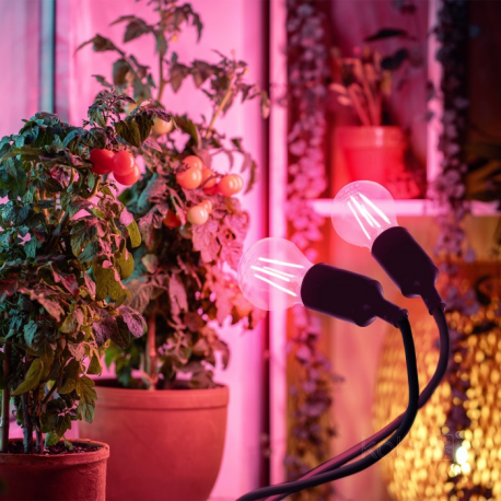 Lampka biurkowa PLANTY CLIP B DUO 2xE27 czarna Kobi Design  5907178003206